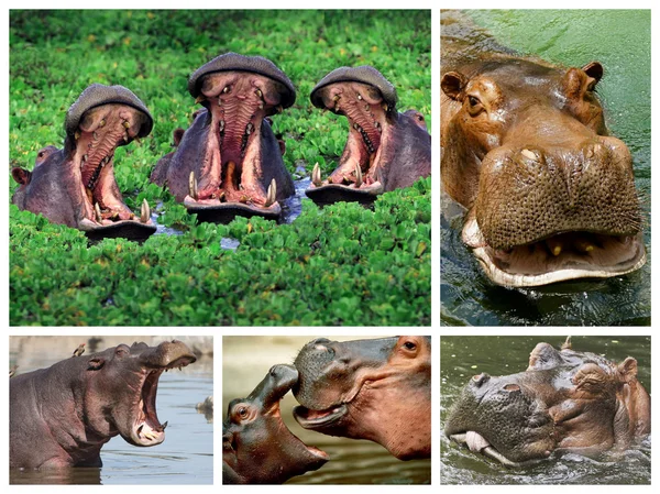Hippo collage wild animal