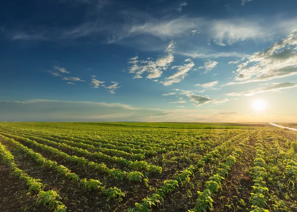 Young soybean crops at idyllic sunset