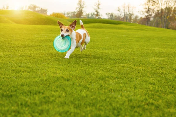 Running funny dog with toy playing outside