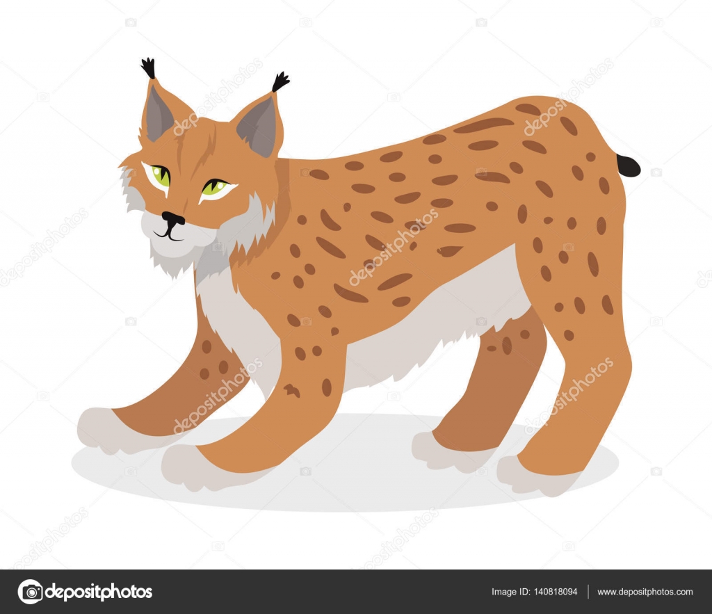 Vaşak, vaşak, yaban kedisi izole beyaz kedi ailesi hakkında — Stok