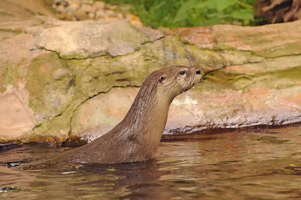 Cute furry European otter