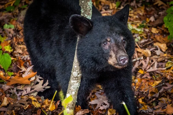 American black bear cub, seen along Skyline Drive in Shenandoah