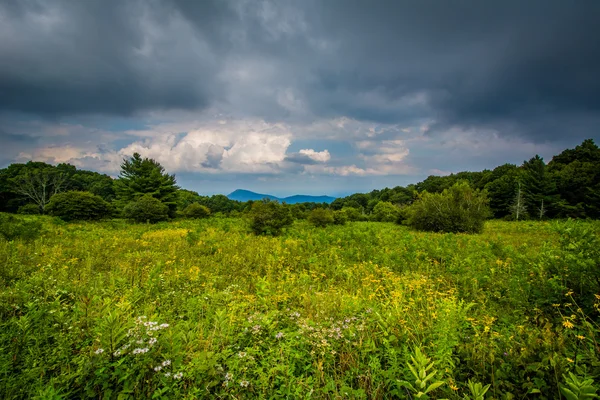 Meadow at Old Rag Overlook, on Skyline Drive in Shenandoah Natio