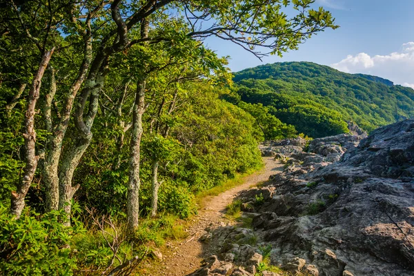 The Appalachian Trail on the summit of Little Stony Man Cliffs,