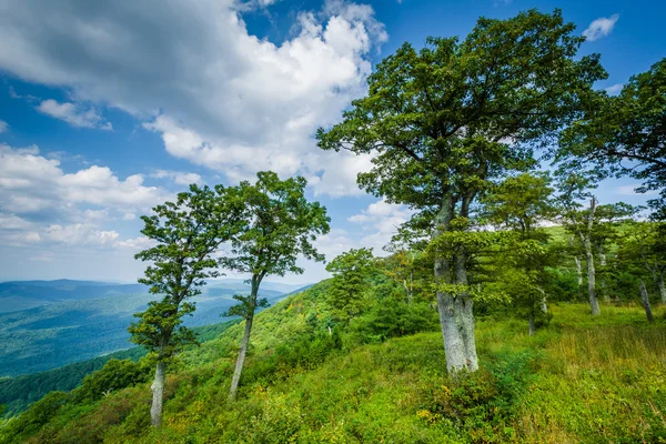 Trees at Jewell Hollow Overlook, on Skyline Drive in Shenandoah