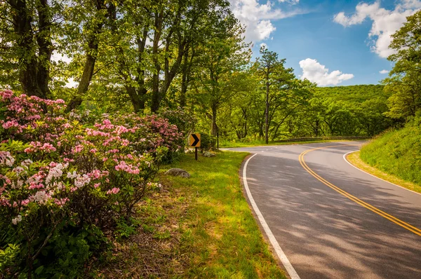 Mountain laurel along Skyline Drive on a spring day in Shenandoa