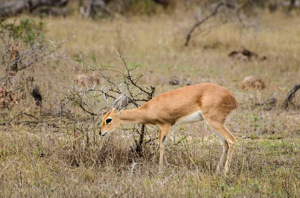 Antelope, Small klipspringer antelope, Kruger National Park safari animals, South Africa