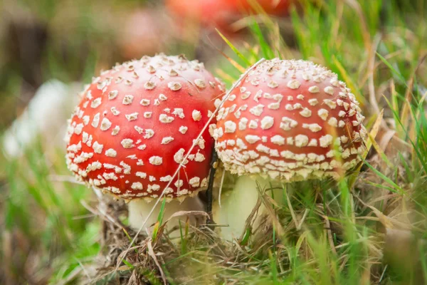 Mushroom amanita photo