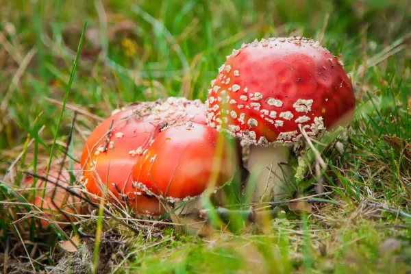 Mushroom amanita photo