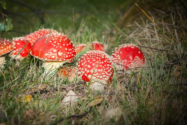 Mushroom amanita photo