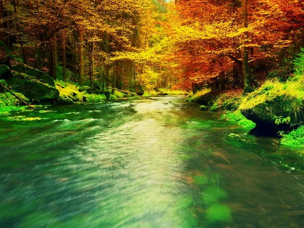 Autumn nature. Mountain river with low level of water, colorful leaves in forest
