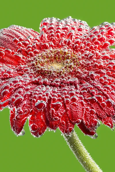 Photo gerbera flower covered with transparent drops