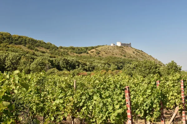 Castle Devicky - Pavlov.Vineyards under Palava. Czech Republic - South Moravian Region wine region.