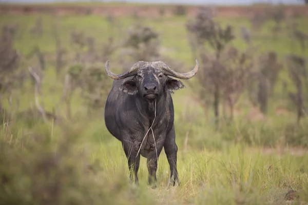 Portrait of african cape buffalo