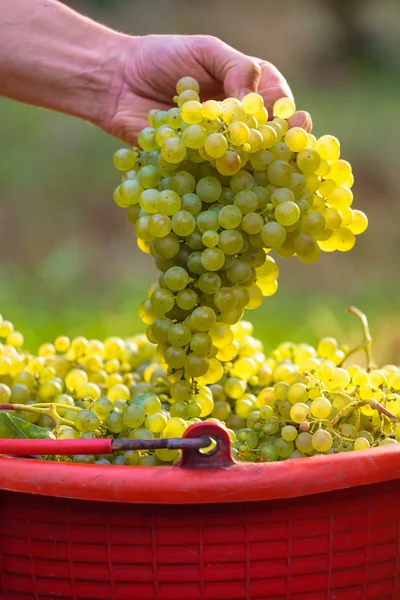 White wine grapes in red buckets