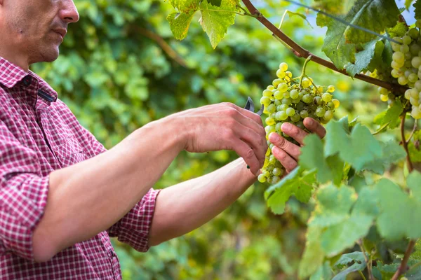 Unrecognizable Farm Worker Cutting White Grapes