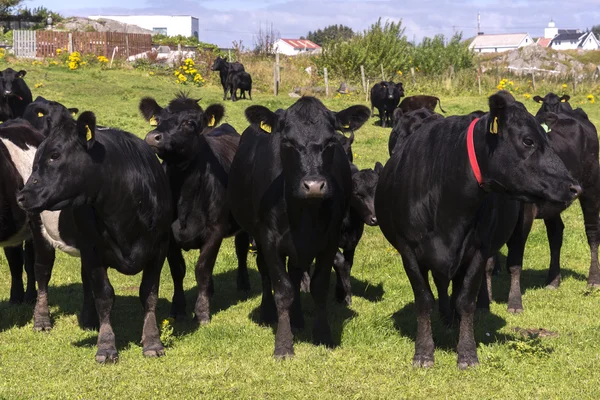 Black cows in Norway