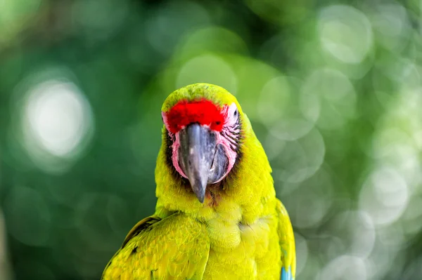 Green and red ara parrot outdoor