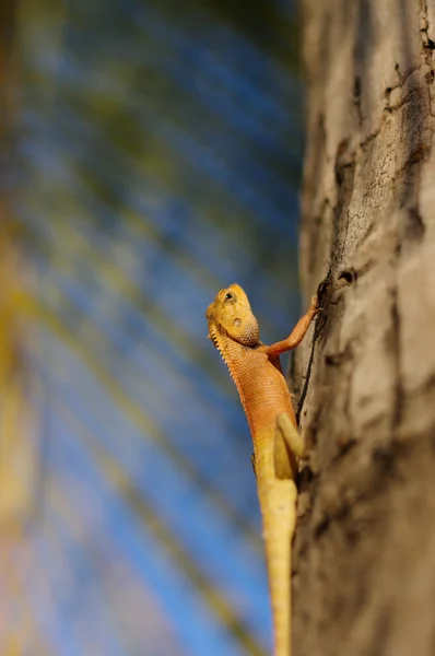 Bright yellow asia garden lizard Calotes versicolour Crested on tree with blue background on a in plam leave, close-up,
