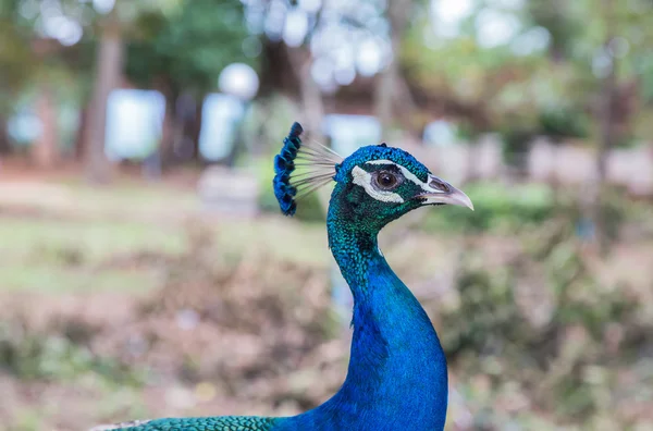 Portrait  head of  male peacock