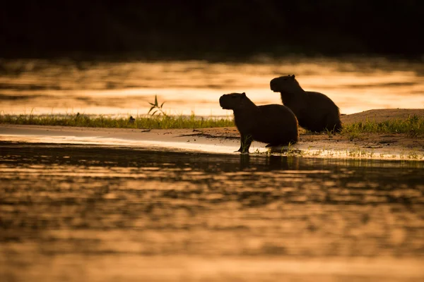 Two capybara sitting in silhouette by river