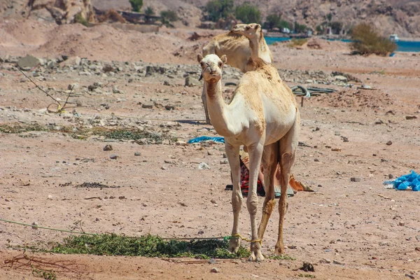 Two Camels traveling in the desert
