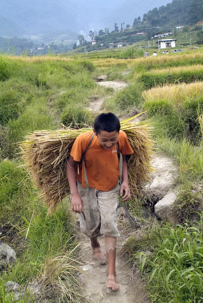 Bhutan, rice harvest
