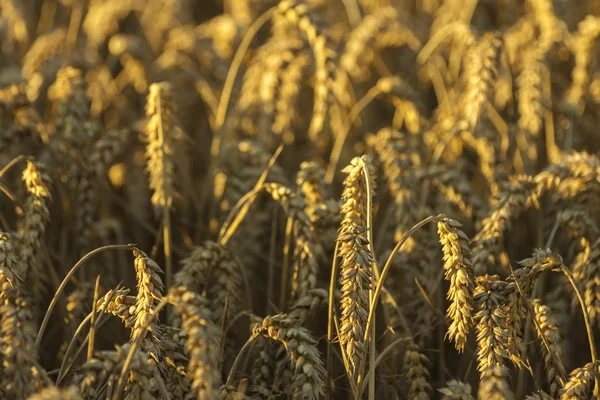 Ripe Wheat Field. Golden Ears of Wheat Detail.