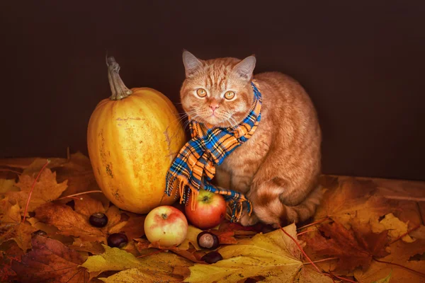 British shorthair cat in autumn. Red cat in a blue scarf with fall autumn leaves sitting on wood background . The British cat with a pumpkin and autumn leaves.