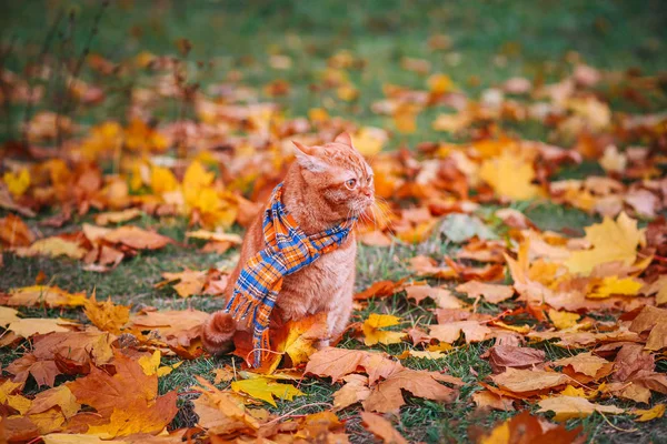 Beautiful Red british Cat with Yellow Eyes n a blue scarf Outdoor. Autumn cat in yellow leaves.
