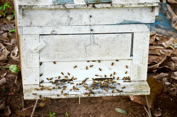 Bees farm at Phrae, Thailand