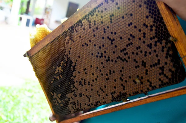 Bees farm at Phrae, Thailand