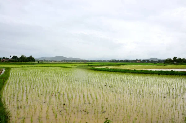Rice field while raining at Nan, Thailand