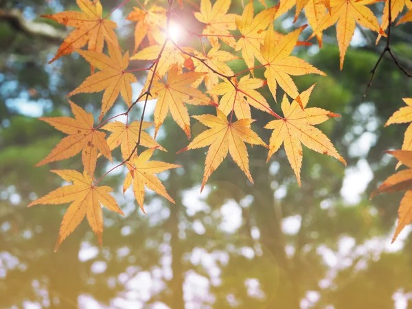 Color change of Autumn maple leave