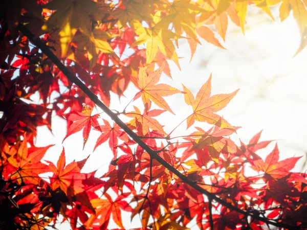 Blur vivid autumn natural background in Japan