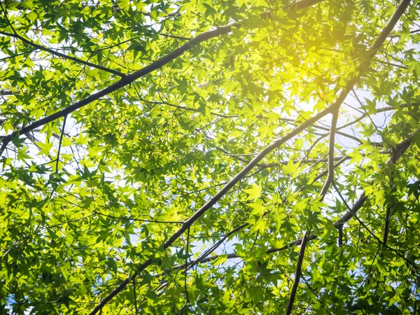 Green Japanese maple pattern in Kyoto