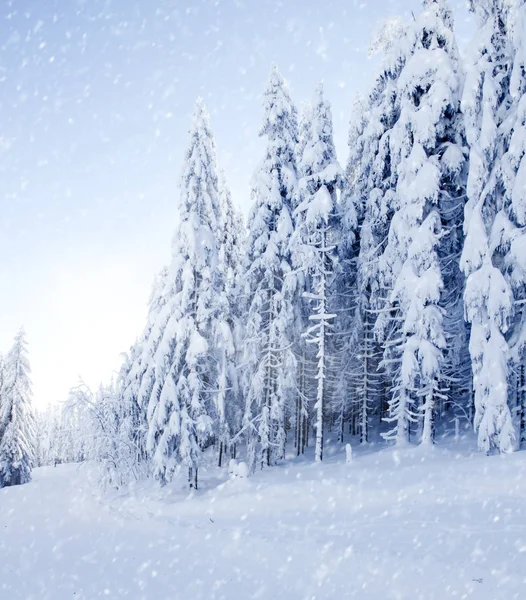 Winter Field and Trees