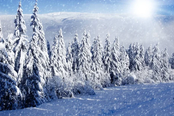 Winter Field and Trees