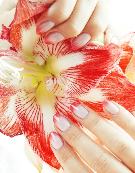 Beauty delicate hands with pink Ombre design manicure holding red flower amaryllis close up isolated warm macro