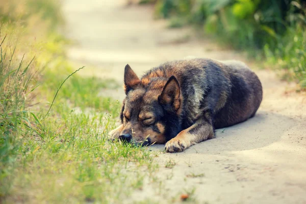 Dog lying on dirt road