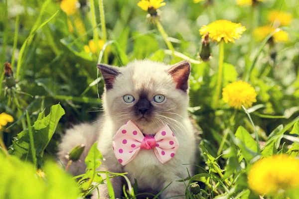 Little kitten wearing bow tie