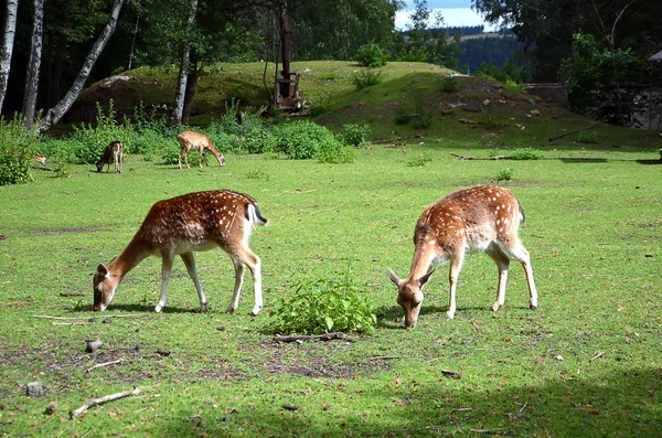 Feeding two fallow deer females on the grass photography