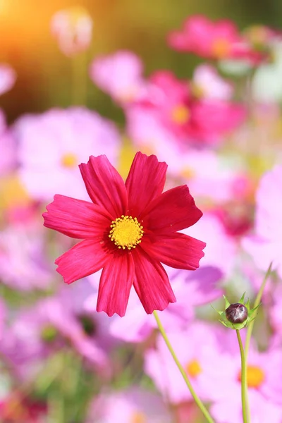 Close up red cosmos flower.