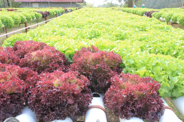 Hydroponic lettuce vegetable farm.