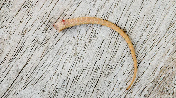 Lizard tail loss on wood background.