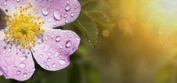 Pink flower banner