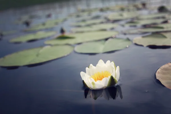 Nympaea Tetragona Georgi Water lily. Kenozero lake