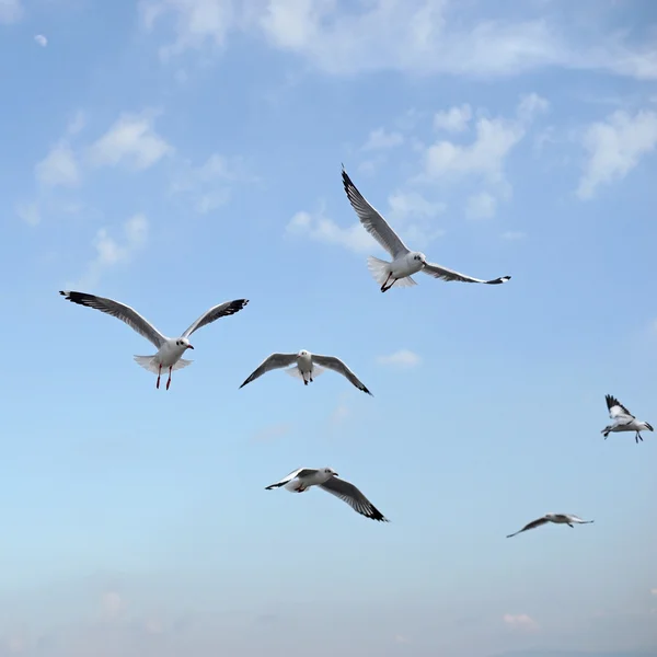 Group of flying seagull bird