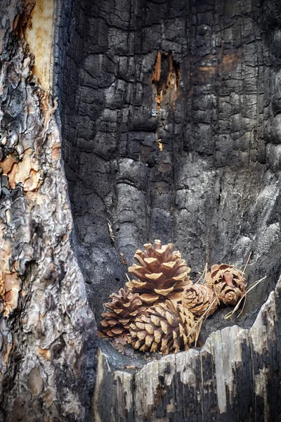 Pine cones in a burnt tree hollow.
