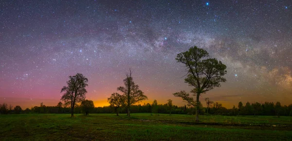 Stars Shining in sky at night over Old oaks